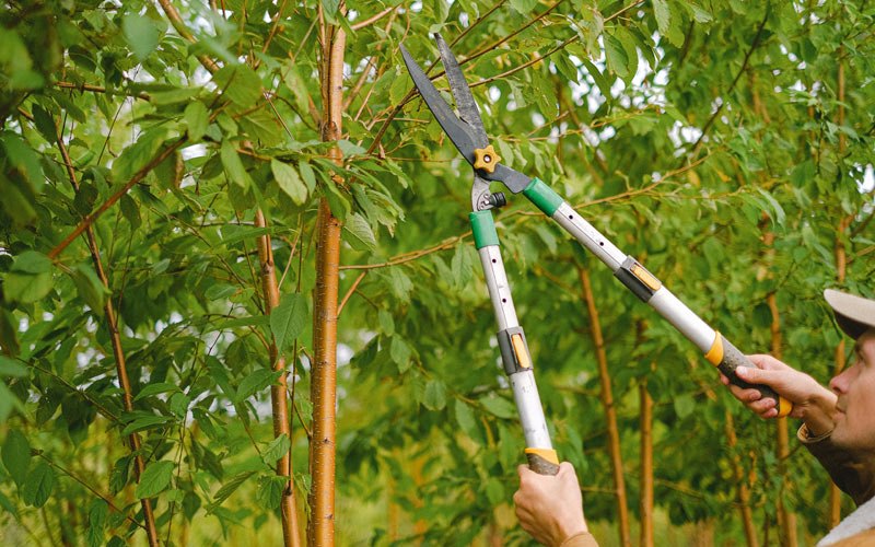 Tree trimming in Sunflower, MS