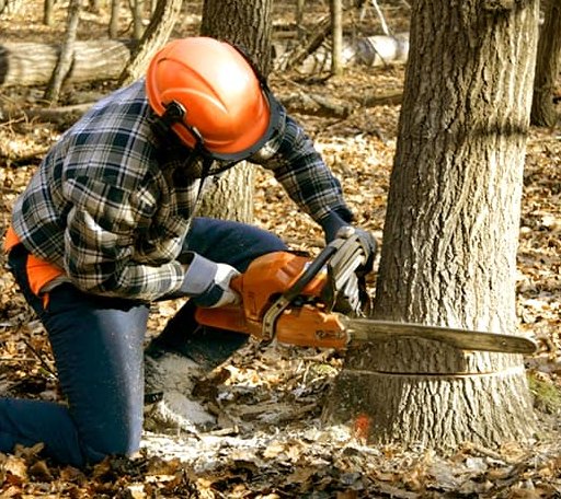 Tree Removal in Sunflower, MS